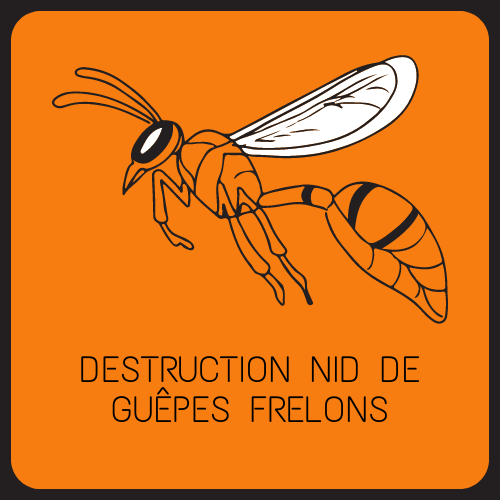 Plan Rapproché D'un Nid D'insecte De Guêpe Insectes Dangereux Près D'une  Personne